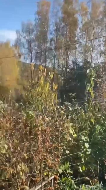 Цыбульская смотреть онлайн