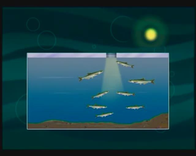 Как от времени года меняется отношение к свету и поведение Обыкновенной уклейки — Alburnus alburnus? смотреть онлайн