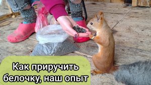 Как приручить белочку, белки в вольере, учимся ухаживать за белками, наш опыт