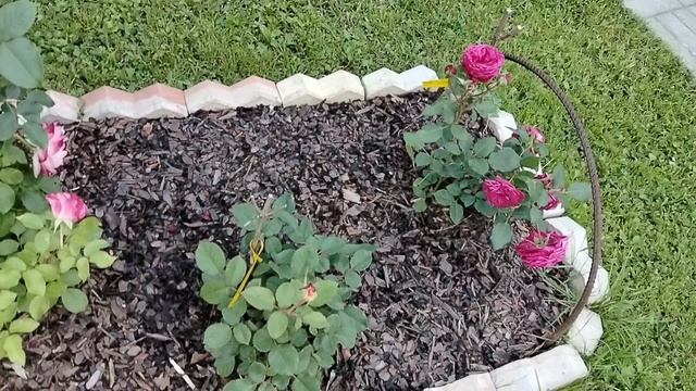 Лаконос в сентябре и розы в июне 2025 смотреть онлайн