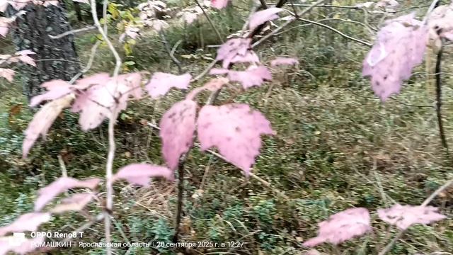 КАЛИНА. смотреть онлайн