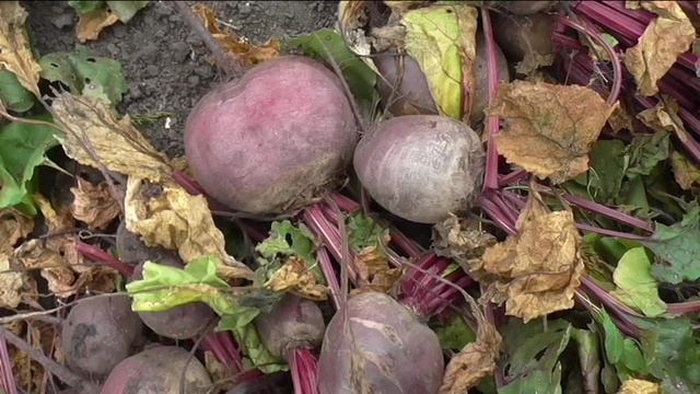 Урожайность свеклы