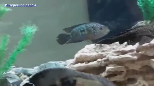 Аквариум с рыбками в ТРК Фокус #аквариум смотреть онлайн