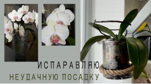 Узкая КОЛБА в этот раз ПОДВЕЛА❗️ИСПРАВЛЯЮ. Пересаживаю орхидею.