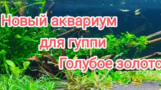 Оформил аквариум для рыбок гуппи Голубое золото смотреть онлайн