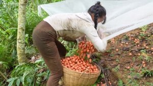 Сбор красных плодов рамбая и продажа на деревенском рынке. Жизнь во Вьетнаме