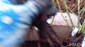 Распаковка посылки с розами из питомника Вита-Роза