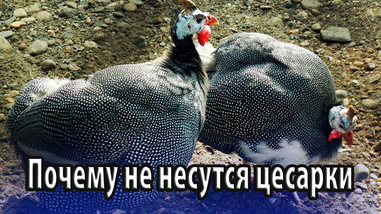 Почему не несутся цесарки