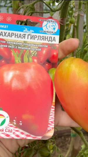 Томат «Сахарная гирлянда».