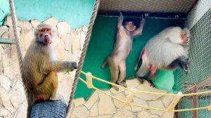 Люся в шоке! Елисей ВЗЛЕТЕЛ под крышу! "Папа" подошел проведать Люсю - та рада, остальные напряглись