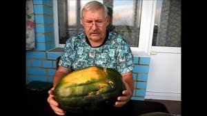 Тыква сорт ВИТАМИННАЯ