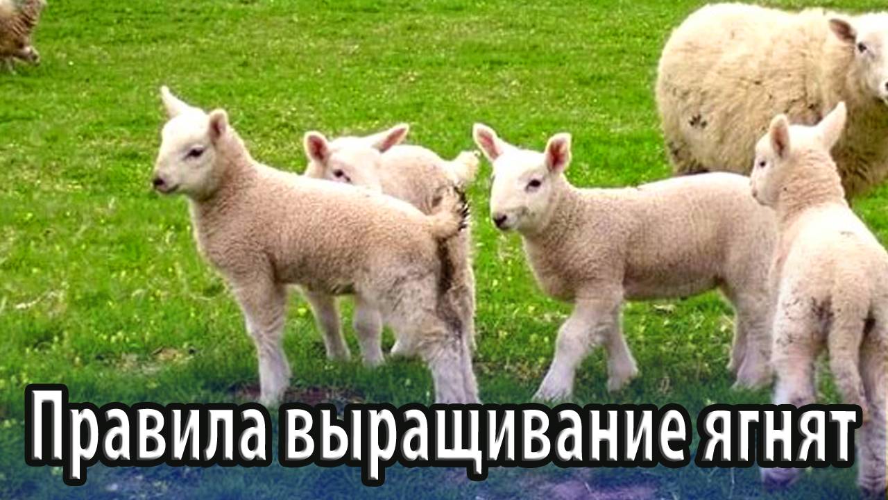 Правила выращивание ягнят