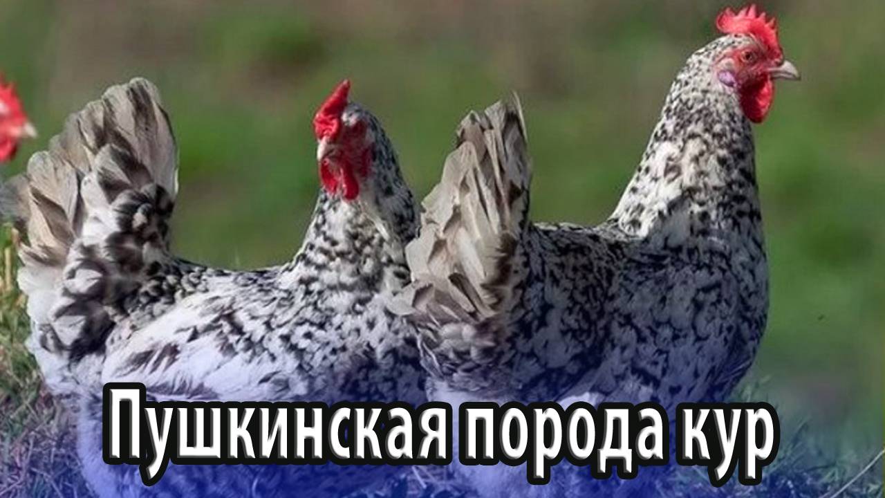 Пушкинская порода домашних кур особенности содержания и ухода