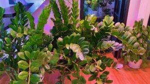 Обзор цветочных полок 24.09.25