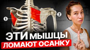 2 МЫШЦЫ, из-за которых вы НЕ МОЖЕТЕ исправить осанку | Эти 10 минут изменят всё тело