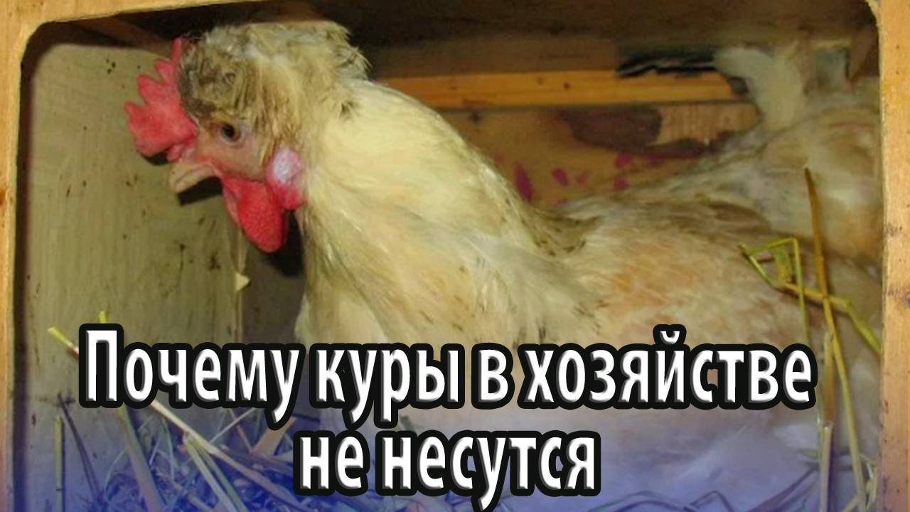 Почему куры в хозяйстве не несутся