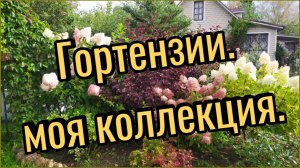 Гортензии. Моя коллекция. Сад в Ленинградской области.