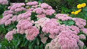 Как ухаживать за цветком седум очиток видный чтобы пышно цвел осенью