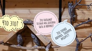 Сыч Лучик пролез в вольер к сычу ХЗ, чтобы отлупить его. Совы сплюшки в шоке от кустов в вольере