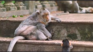 Как пожилая макака учила детёныша ... 10000034674.mp4