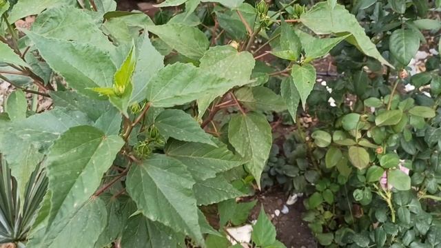 Это растение обожаю, один из моих фаворитов. Опыт выращивания из семян