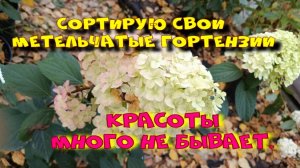Сортирую  свои метельчатые гортензии.