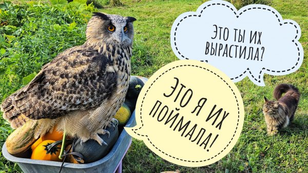 Собрали урожай совиных тыков! Филин Ёль и кошка Морошка оценивают запасы. Тачку опрокинули!