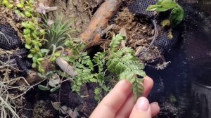 Флорариум. Как создать флорариум для новичка