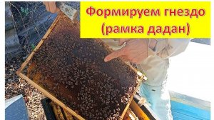 Формирование гнезда пчёл для зимовки на дадановской рамке.
