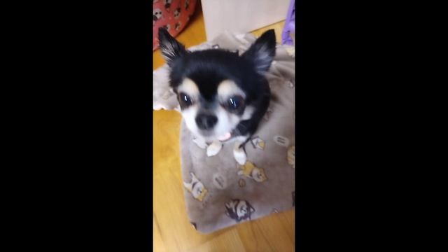 Чихуахуа ♥️ (это моя собака)