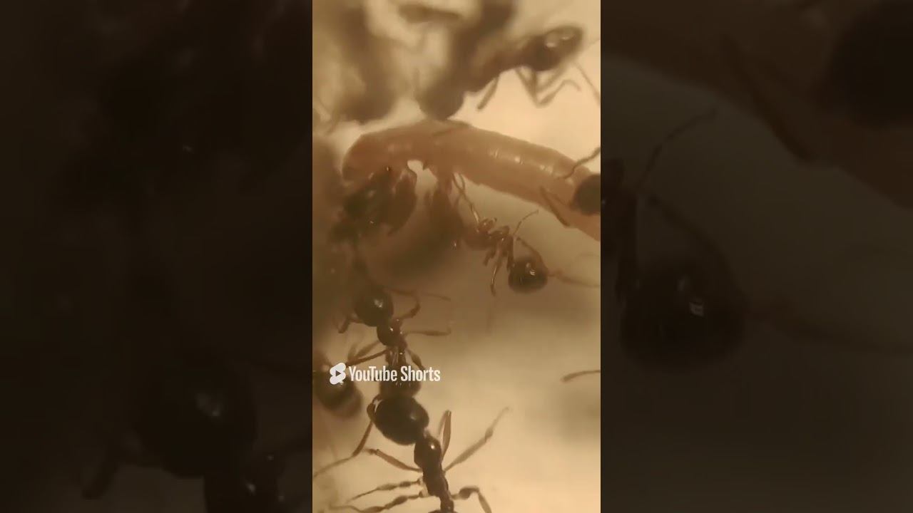 Aphaenogaster Kurdica  Муравьи дома  Муравьи, как домашние животные