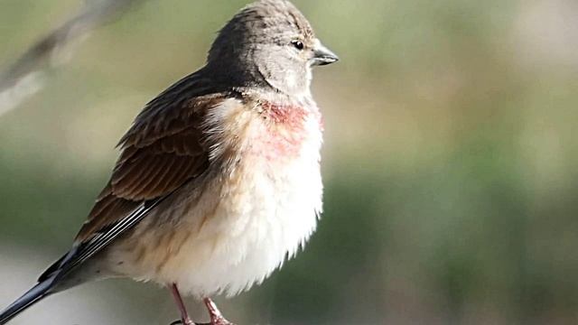 Звук природы. Птицы. Пение птицы Коноплянка смотреть онлайн