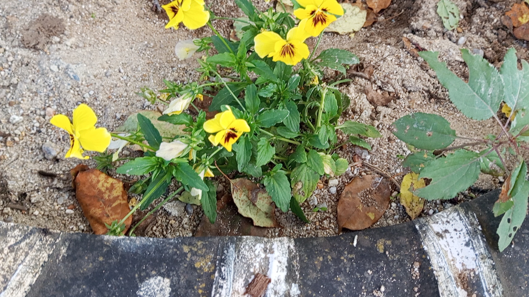 Сельские будни смотреть онлайн