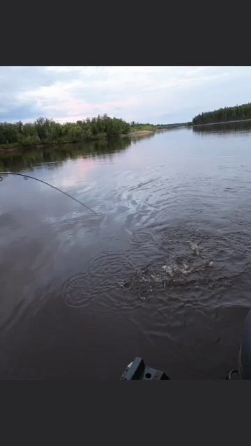 Щука сорвалась и сразу п подсак смотреть онлайн