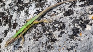 СЛОВНО ЗМЕИ, СНУЮТ ТУДА- СЮДА