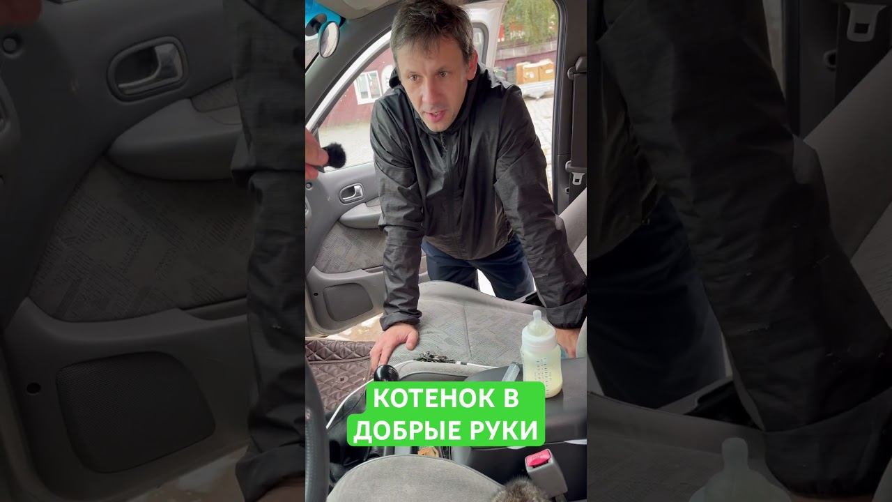 Ребята, имеется котенок, мотоциклетное детство, кому надо? #кот #котенок смотреть онлайн