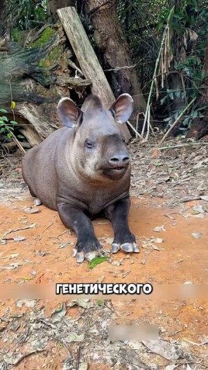 Это ЖИВОТНОЕ обожает когда его гладят!