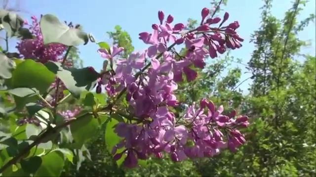 Ах,сирень сиренюшка Авторская песня В Попова кавер Г Погорельская Кислякова.