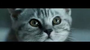 Реклама Whiskas 2018