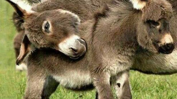 Международный день караванщика смотреть онлайн