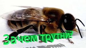 "Бездельники" или необходимость? Правда о трутнях от профессора Кашковского