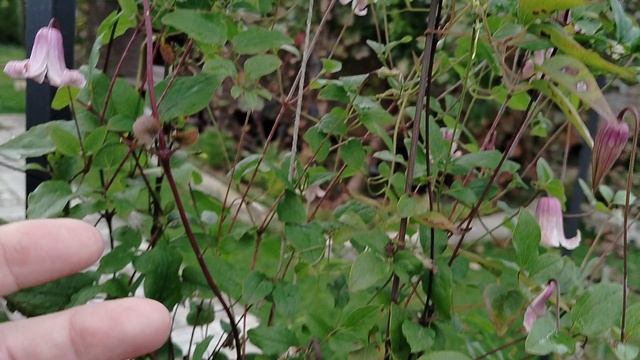 Клематис 'Фей' зацвёл 21.09.2025 на Рождество Богородицы смотреть онлайн