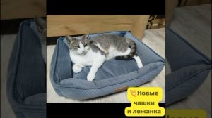 Из новых чашек все вкуснее. И на лежанке спать милее.