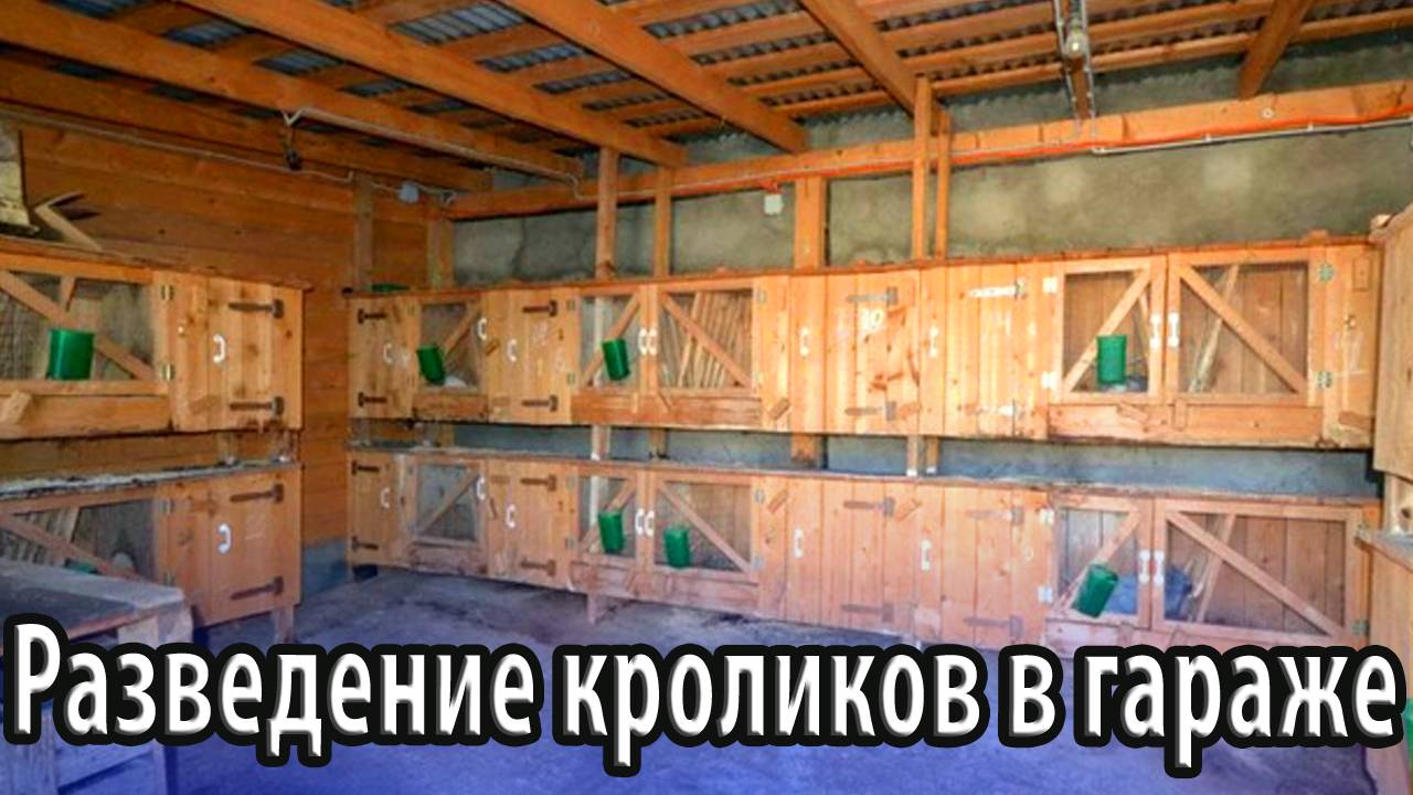 Разведение кроликов в гараже особенности и характеристика данного способа