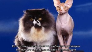 Сколько живут кошки в домашних условиях