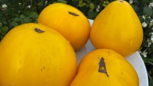 ПЕРВЫЙ РАЗ ПОПРОБОВАЛА НА ПОСАДКУ ТОМАТ ЖЕЛТАЯ ИМПЕРИЯ СЕМЕНА ПАРНЕР.МОЙ ОТЗЫВ.