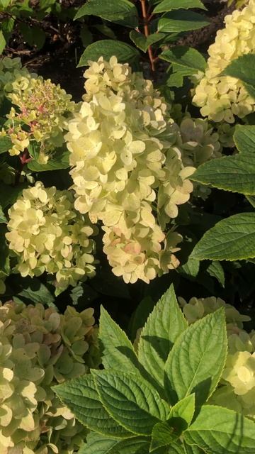 Гортензия серии «ПАН» 24-09-2025 смотреть онлайн