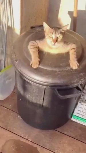 🤣 Кожаный..... Ну и шуточки у тебя !!!.... 🤣