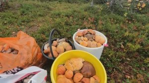 По ГРИБЫ с БАТЕЙ. Вот это УРОЖАЙ КРАСНОГОЛОВИКОВ!