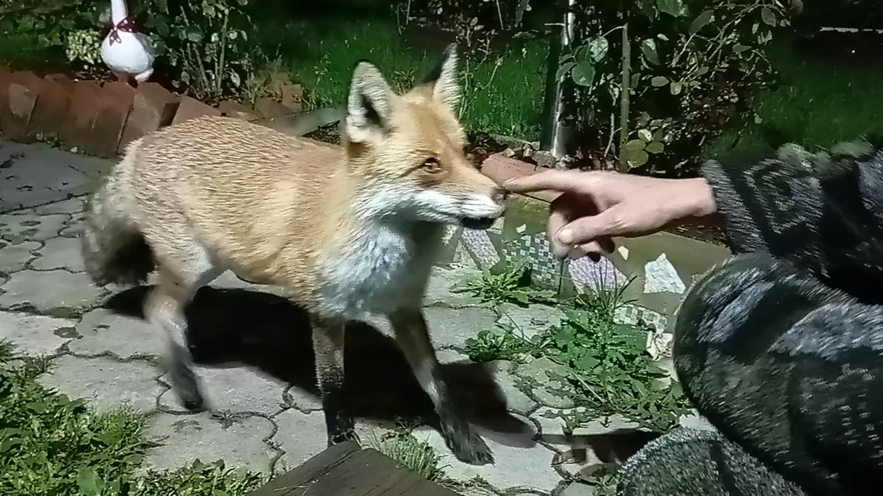 (1121) Лиса приходит в гости. Сентябрь 2025 смотреть онлайн